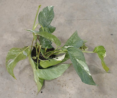4" Epipremnum Pinnatum Variegated Albo  